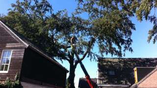 bomen rooien Helvoirt Cromvoirt Esch en Haaren